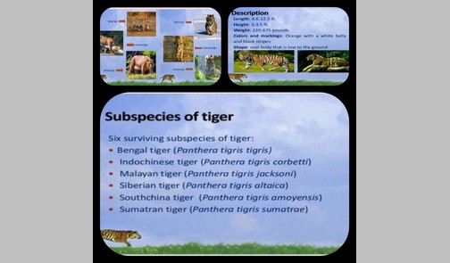 Tigers Day